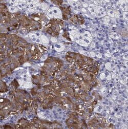 Chromogranin C Antibody, Novus Biologicals 0.1mL; Unlabeled:Antibodies,