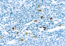 Chymase/CMA1/Mast Cell Chymase Antibody (CC1), Novus Biologicals 0.1 mL;