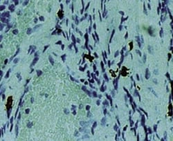 Chymase/CMA1/Mast Cell Chymase Antibody (CC1), Novus Biologicals 0.1 mL;