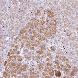 Chymotrypsin-like protease Antibody, Novus Biologicals:Antibodies:Primary
