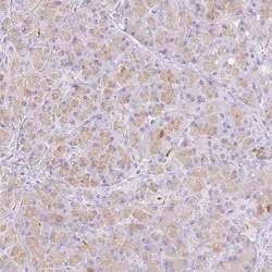 Chymotrypsin-like protease Antibody, Novus Biologicals:Antibodies:Primary