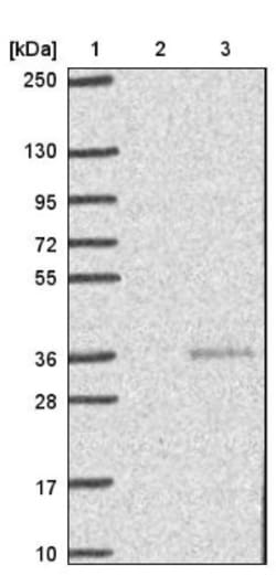 Chymotrypsin-like protease Antibody, Novus Biologicals 0.1mL; Unlabeled:Antibodies,