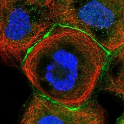 Cingulin Antibody, Novus Biologicals:Antibodies:Primary Antibodies