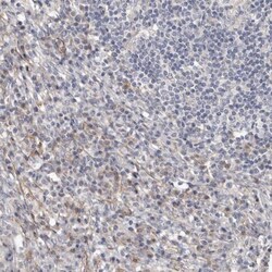 Cingulin Antibody, Novus Biologicals 0.1mL; Unlabeled:Antibodies, Polyclonal