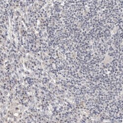 Cingulin Antibody, Novus Biologicals:Antibodies:Primary Antibodies