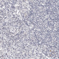 Cingulin Antibody, Novus Biologicals:Antibodies:Primary Antibodies