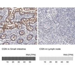 Cingulin Antibody, Novus Biologicals:Antibodies:Primary Antibodies