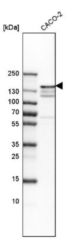 Cingulin Antibody, Novus Biologicals 0.1mL; Unlabeled:Antibodies, Polyclonal
