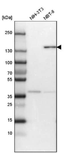 Cingulin Antibody, Novus Biologicals 0.1mL; Unlabeled:Antibodies, Polyclonal