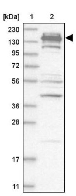 Cingulin Antibody, Novus Biologicals:Antibodies:Primary Antibodies