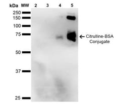 Citrulline Antibody (2D3.1), Novus Biologicals 100&mu;g; Unlabeled:Antibodies,