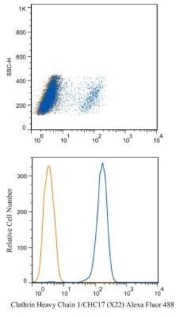Clathrin Heavy Chain 1/CHC17 Antibody (X22) - BSA Free, Novus Biologicals