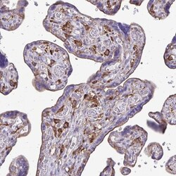 Clathrin light chain Antibody, Novus Biologicals:Antibodies:Primary Antibodies