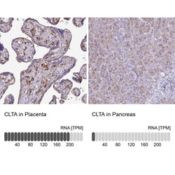 Clathrin light chain Antibody, Novus Biologicals:Antibodies:Primary Antibodies