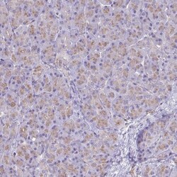 Clathrin light chain Antibody, Novus Biologicals:Antibodies:Primary Antibodies
