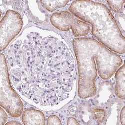 Claudin 10 Antibody, Novus Biologicals:Antibodies:Primary Antibodies