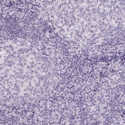 Claudin 10 Antibody, Novus Biologicals:Antibodies:Primary Antibodies