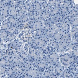 Claudin-11 Antibody, Novus Biologicals 25 &mu;L; Unlabeled:Antibodies,