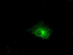 Claudin-5 Antibody (OTI1G4), Novus Biologicals 0.1mL; Unlabeled:Antibodies,
