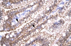 Claudin-8 Antibody, Novus Biologicals 100 ul; Unconjugated:Antibodies,