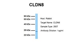 Claudin-8 Antibody, Novus Biologicals 100 ul; Unconjugated:Antibodies,