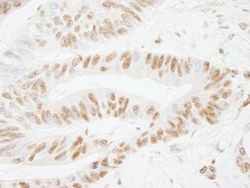 Cleavage stimulation factor 2 Antibody, Novus Biologicals 0.1mL; Unlabeled:Antibodies,
