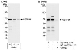 Cleavage stimulation factor 2 Antibody, Novus Biologicals 0.1mL; Unlabeled:Anticorps,
