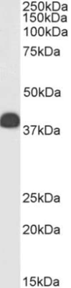 Clusterin/APOJ Antibody, Novus Biologicals 0.1 mg | Buy Online | Novus Biologicals | Fisher Scientific