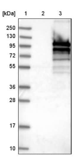 CoCoA Antibody, Novus Biologicals 0.1mL; Unlabeled:Antibodies, Polyclonal