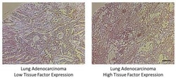Coagulation Factor III/Tissue Factor Antibody, Novus Biologicals 0.1mL;