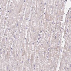 Coatomer protein complex, subunit zeta 2 Antibody, Novus Biologicals 0.1mL;