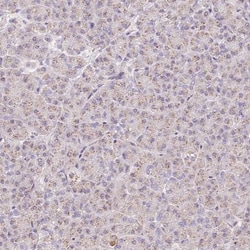 Coatomer protein complex, subunit zeta 2 Antibody, Novus Biologicals 0.1mL;
