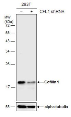 Cofilin Antibody (567), Novus Biologicals 0.1mL; Unlabeled:Antibodies,
