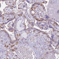 CL-P1/COLEC12 Antibody, Novus Biologicals 25 &mu;L, Unlabeled:Antibodies,
