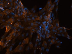 Collagen I alpha 1 Antibody (COL-1), Novus Biologicals 0.02mL; Unlabeled:Antibodies,