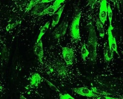 Collagen I alpha 1 Antibody (COL-1), Novus Biologicals 0.02mL; Unlabeled:Antibodies,