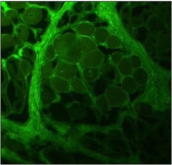 Collagen I alpha 1 Antibody (COL-1), Novus Biologicals 0.02mL; Unlabeled:Antibodies,