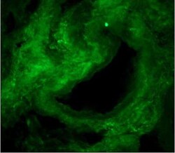 Collagen I alpha 1 Antibody (COL-1), Novus Biologicals 0.02mL; Unlabeled:Antibodies,