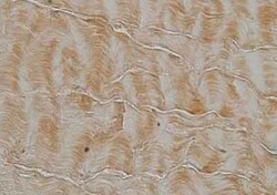 Collagen I alpha 1 Antibody (COL-1), Novus Biologicals 0.02mL; Unlabeled:Antibodies,