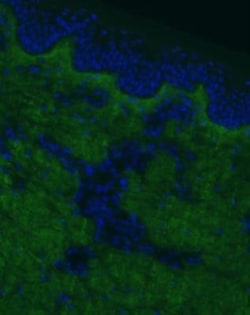 Collagen I alpha 1 Antibody (COL-1), Novus Biologicals 0.02mL; Unlabeled:Antibodies,