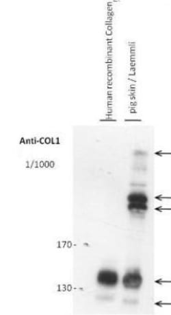 Collagen I alpha 1 Antibody (COL-1), Novus Biologicals 0.02mL; Unlabeled:Antibodies,