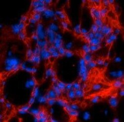 Collagen I alpha 1 Antibody - Azide and BSA Free, Novus Biologicals 0.02mL:Antibodies,