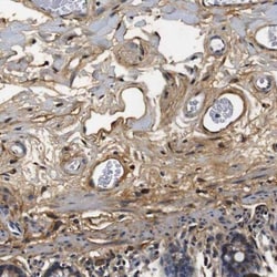 Collagen I alpha 1 Antibody, Novus Biologicals 25 &mu;L; Unlabeled:Antibodies,