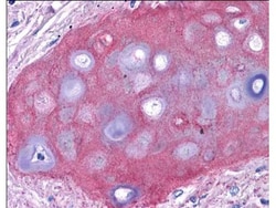 Collagen II Antibody, Novus Biologicals 0.1mg; Unlabeled:Antibodies, Polyclonal