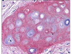 Collagen II Antibody, Novus Biologicals 0.1mg; Unlabeled:Antibodies, Polyclonal