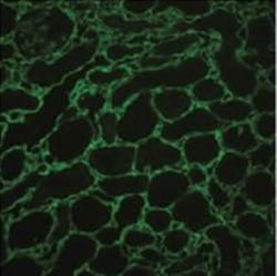 Collagen III alpha 1/COL3A1 Antibody, Novus Biologicals 0.1mg; Unlabeled:Antibodies,