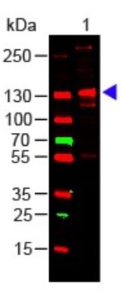 Collagen III alpha 1/COL3A1 Antibody, Novus Biologicals:Antibodies:Primary