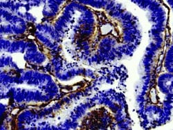 Collagen IV Antibody, Novus Biologicals 0.1mg; Unlabeled:Antibodies, Polyclonal