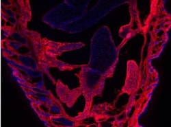 Collagen V Antibody, Novus Biologicals 0.1mg; Unlabeled:Antibodies, Polyclonal