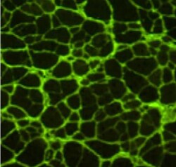 Collagen V Antibody, Novus Biologicals 0.1mg; Unlabeled:Antibodies, Polyclonal
